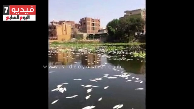 نفوق الأسماك تتجدد بفرع رشيد فى الغربية