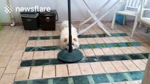 Dog doesn't realise his owner can see him behind a pole