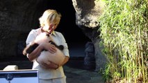 Pairi daiza: la première sortie du bébé panda