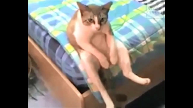 Cats Acting Like Humans! Funny Cat Compilation
