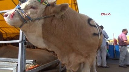 En Temiz Kurban Çadırında 24 Saat Dışkı Nöbeti