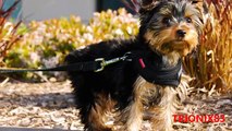 Los Perros mas pequeños del mundo- CHIHUAHUA TOY – El perro mas pequeño del mundo