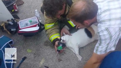 Cat revived after fire using the tiniest oxygen mask