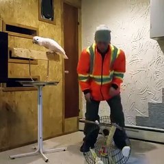 Me lot! Shikoni reagimin e papagallit kur pronari i prish kafazin