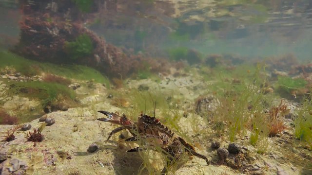 Quelques bonnes pratiques de pêche à pied : l’étrille