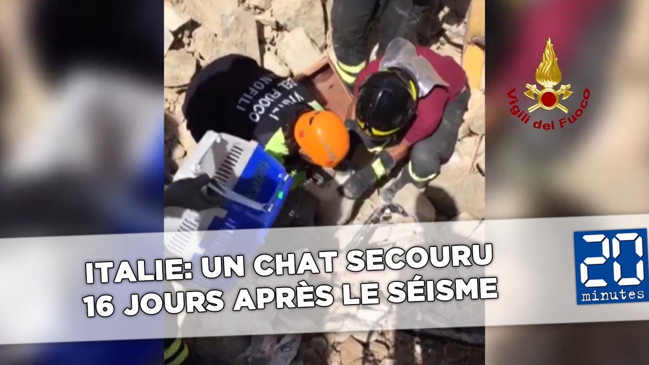 Italie: Un chat secouru 16 jours après le séisme - Vidéo Dailymotion