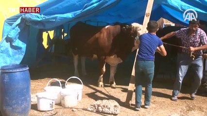 Kurbanlıklar alıcılarını bekliyor