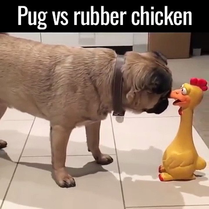 Pug  vs  Rubber Chicken