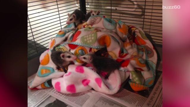 Adorable Baby Opossums Who Lost Mom Are Safe and Sound