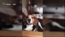 Talking Dogs - A Funny Talking Dog Videos Compilation 2016