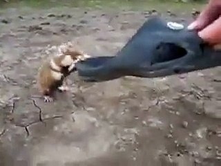 OMG!!! What is this --- So Angry