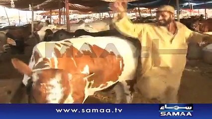 What Cow Did With Guy Dancing On Kala Chasma Will Make You Laugh