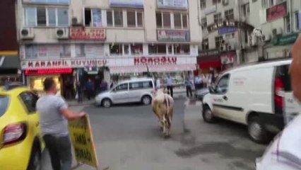 Ahırdan Kaçan İki Boğa Trafiği Birbirine Kattı