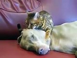 Petit chat qui endort un gros chien