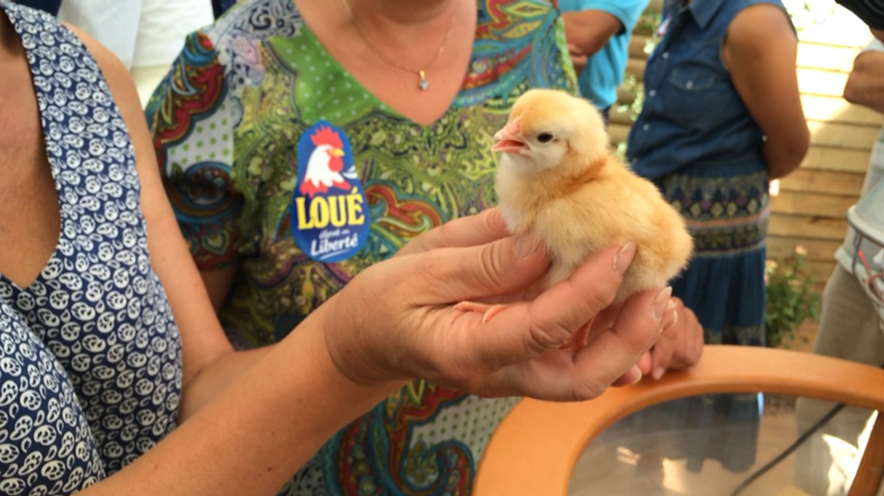 Foire agricole