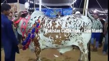 Cow Mandi 2016 2017 Karachi Sohrab Goth Gai Mandi Dilpasand Cattle Farm