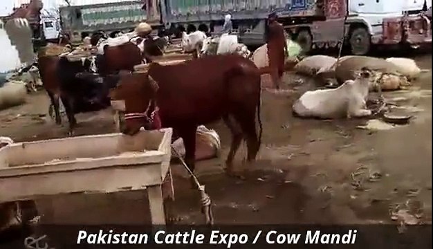 Cow Mandi 2016 2017 Karachi Sohrab Goth Gai Mandi