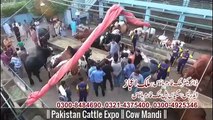 Cow Mandi 2016 2017 Lahore Eid ul adha Bakra eid