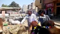 Cow Mandi 2016 2017 Peshawar Eid ul azha Bakra Eid (1)