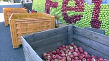 Hautes-Alpes : D'importants préparatifs pour la fête de la pomme à Ventavon