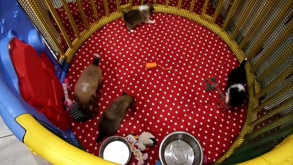 quelques secondes de folie de nos bébés