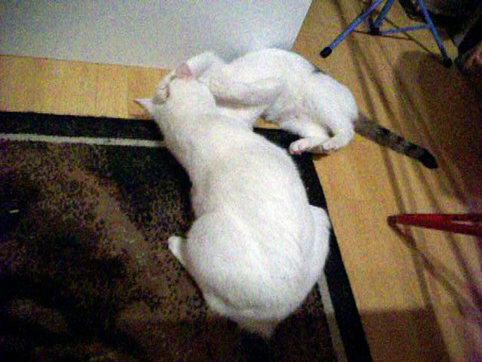 Harvey und Vinzent am 09.09.2016