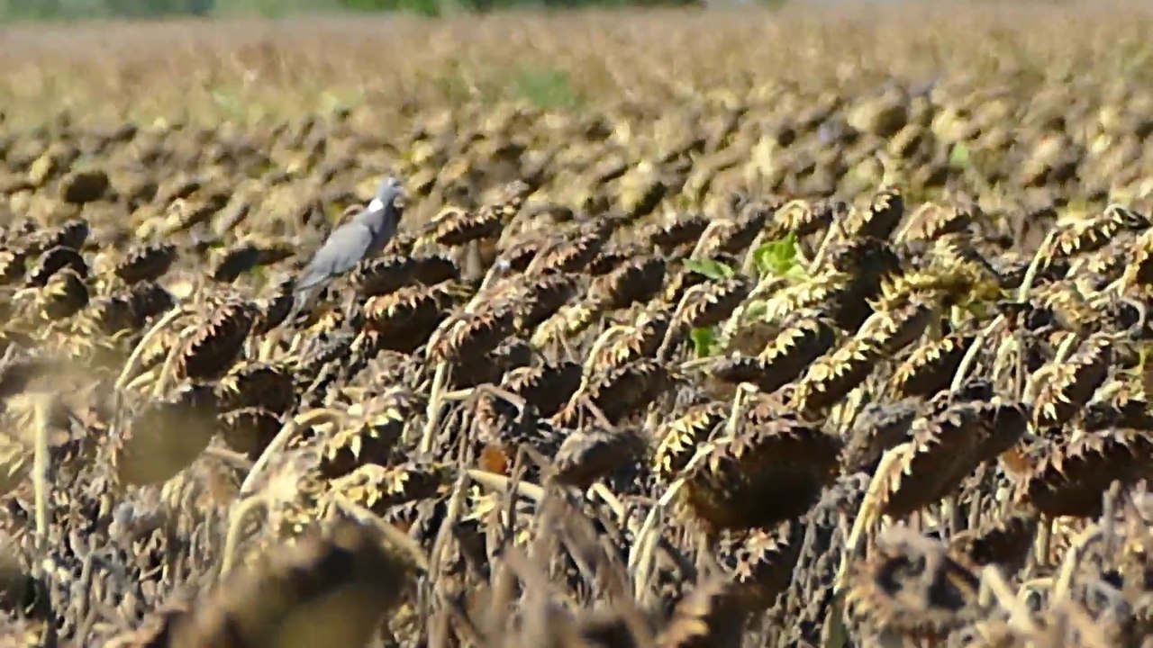 Palombes dans le Médoc .