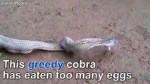This cobra’s eyes are bigger than his stomach (not for the faint hearteThis cobra’s eyes are bigger than his stomach (no