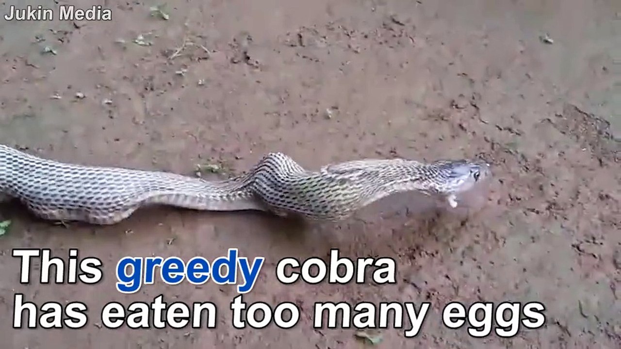 This cobra’s eyes are bigger than his stomach (not for the faint hearteThis cobra’s eyes are bigger than his stomach (no