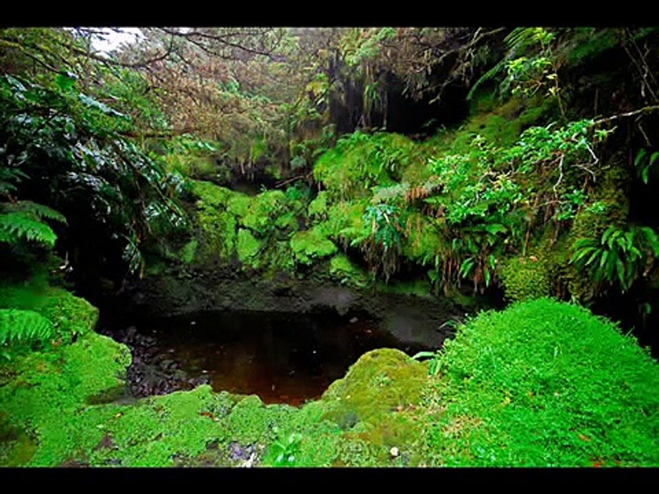 FLORESTAS NATURAIS ILHA DE  SAO MIGUEL - AÇORES