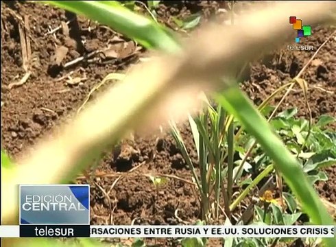 El Salvador: denuncian efectos nocivos en la salud uso de agrotóxicos