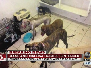Stiff sentence sought in deaths of 23 dogs in Gilbert