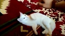 Funny Cats Compilation - Funny Cat Videos Ever- Funny Videos - Funny Animals - Funny Animal Videos 8