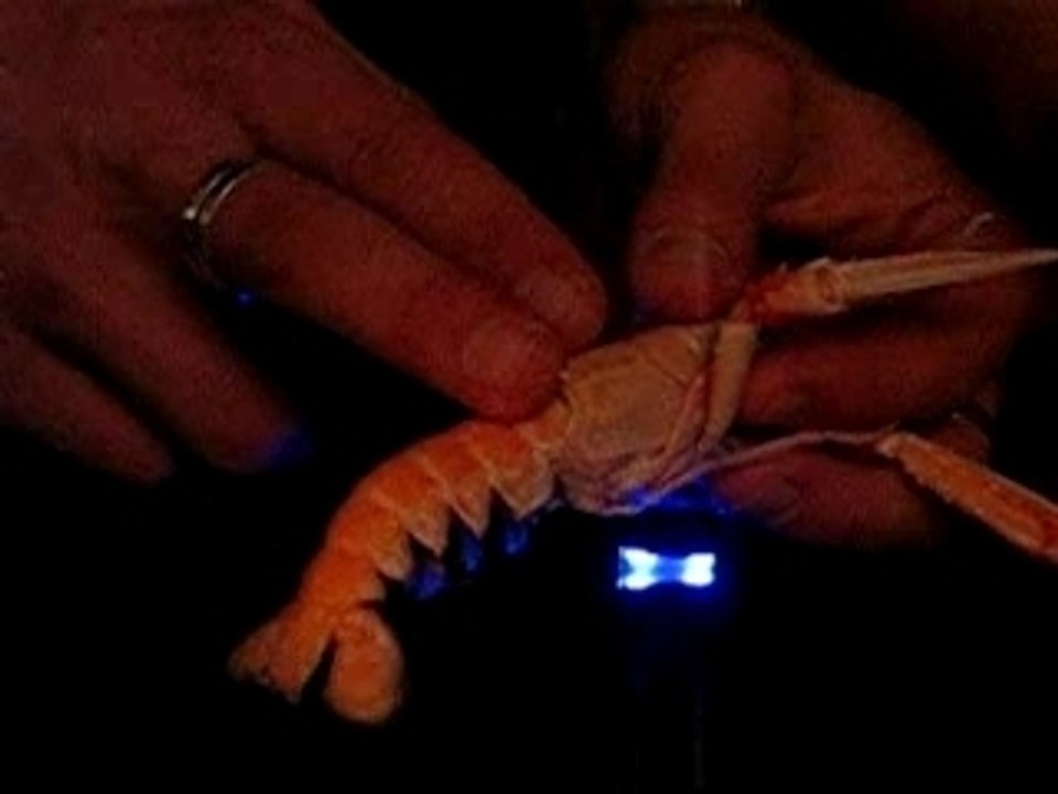 le scratch de la crevette