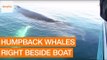 Tourists Get Amazing View of Humpback Whale