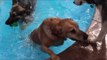 Doggy Day Care Throws Incredible Pool Party