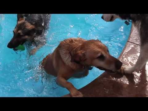 Doggy Day Care Throws Incredible Pool Party