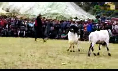 Got Fight Amaizing Animal Fight Mela