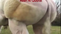 Allah Ki Qudrat Giant Cow Qurbani 2016 Karachi Pakistan Mandi Cow Price 50,000000