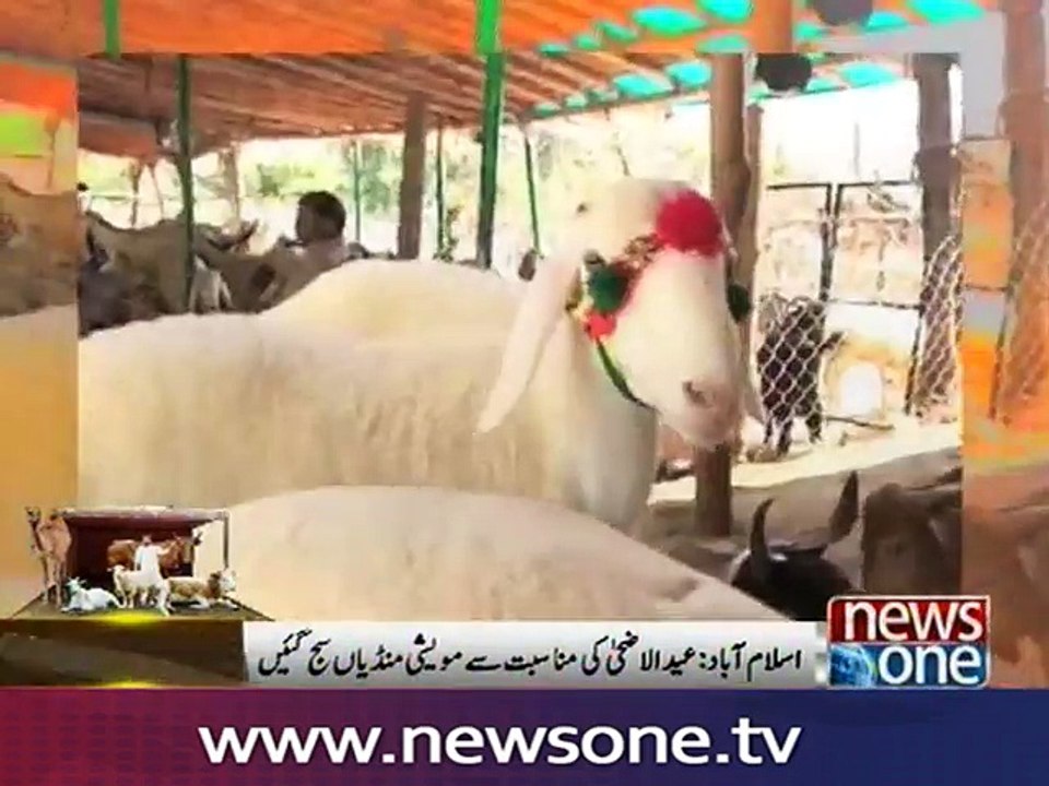 Cattle Markets Decorated For Eid ul Azha