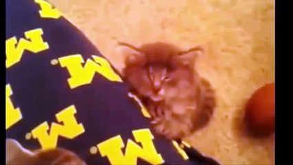 Funny Cats with Jokes part-1