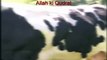 Allah Ki Qudrat Heaviest Cow Qurbani 2016 Karachi Pakistan Mandi Bakra Eid 2016