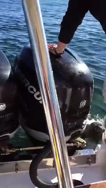 Un phoque échappe à un groupe d'orques en grimpant sur un bateau