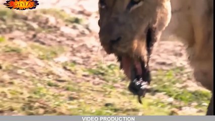 Most Amazing Wild Animal Attacks #6 ✔ Lion, Crocodile, Rhino, Monkey