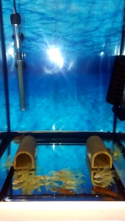 L 144 BLUE EYE + SÜPER RED