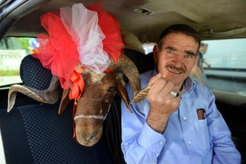 Süslenen Gelin Koçları Yola Çıktı