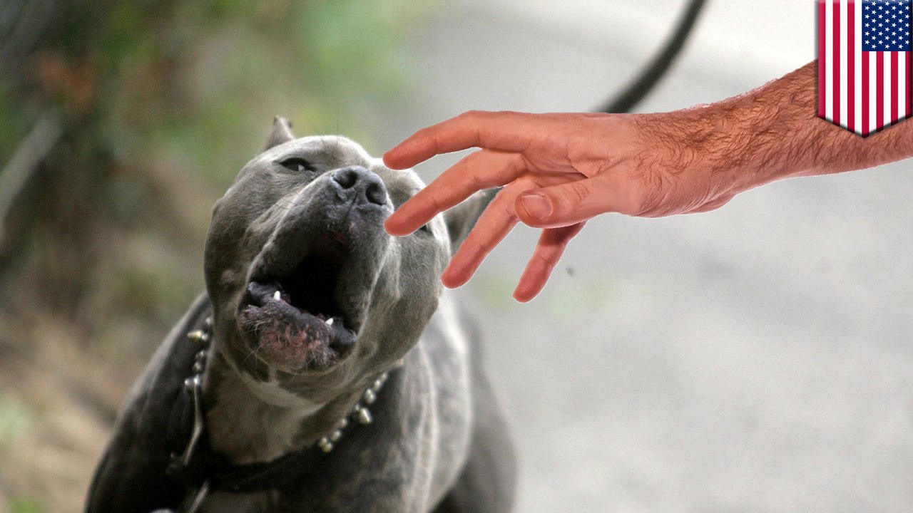 1 ใน 7 พิทบูลคลั่ง กัดแขนเจ้าของเกือบขาด