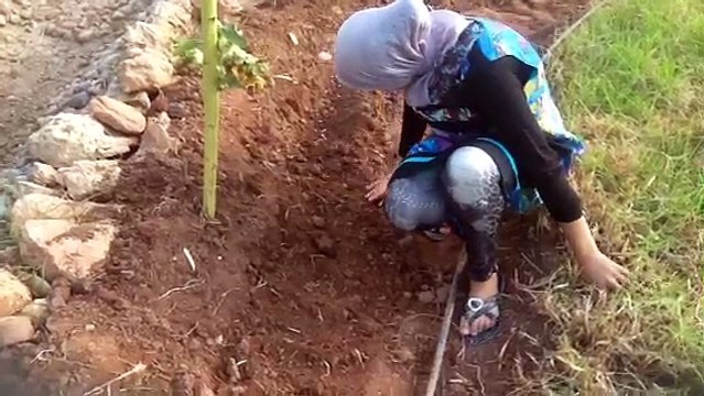 Activité jardinage ! Plantation des petits-pois !