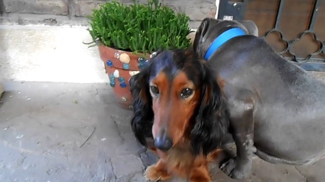 Top drôle la réaction de ces chiens qui se font gronder par leur maitre !