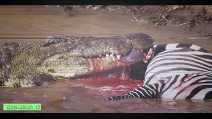 Top 10 Crocodile Attack Gnu, Wild Boar, Tiger, Lion vs Crocodile Real Fight